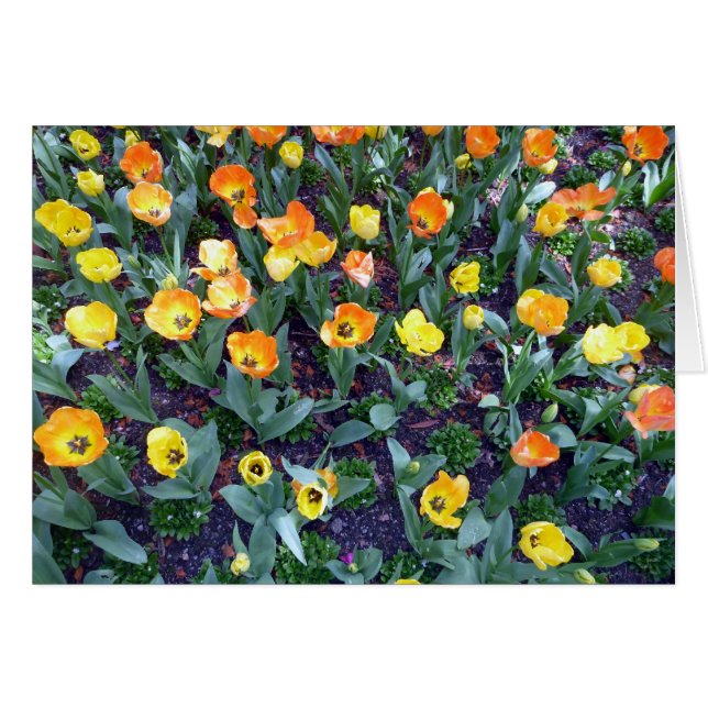 Cartão tulipa de flores laranja (Frente Horizontal)