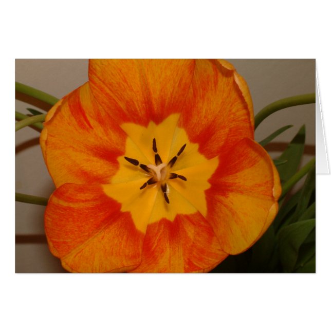 Cartão tulipa laranja (Frente Horizontal)