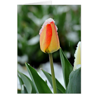 Cartão Tulipa Laranja com Neve