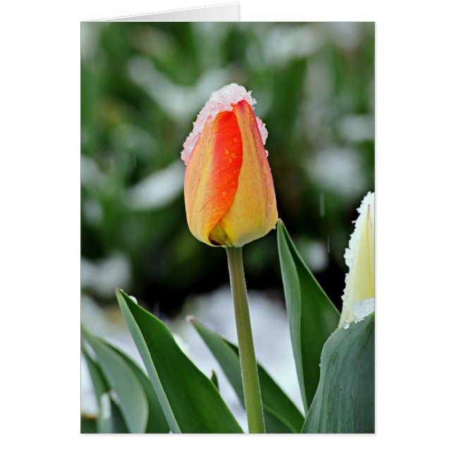 Cartão Tulipa Laranja com Neve (Frente)