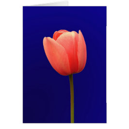 Cartão tulipa laranja de fundo azul