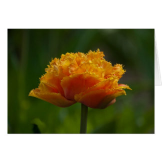 Cartão Tulipa no primavera