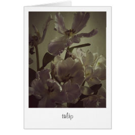 Cartão "tulipa" por Heidi Rondak Fotografia