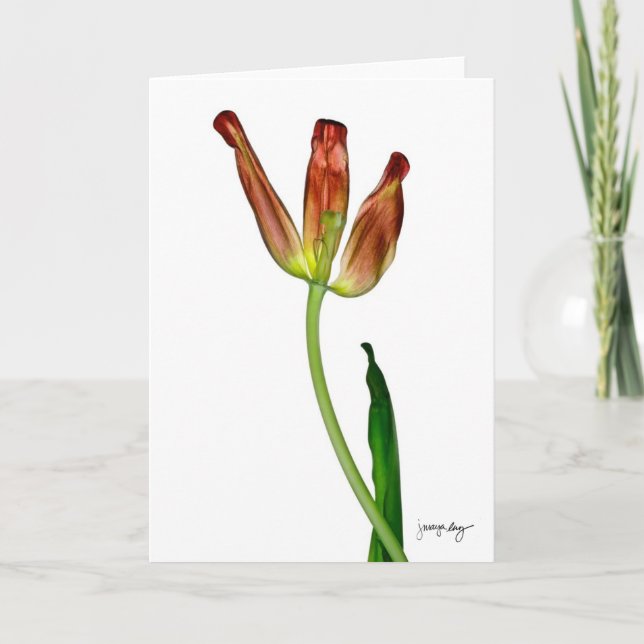 Cartão "Tulipa" por J. Maya Luz (Frente)
