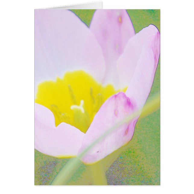 Cartão tulipa púrpura leve (Frente)