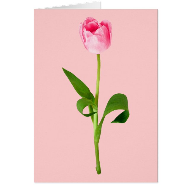 Cartão Tulipa Rosa (Frente)