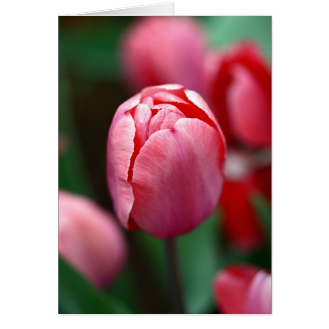 Cartão tulipa rosa (Frente)
