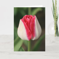 Tulipa Rosa e Branca de Duas Cores