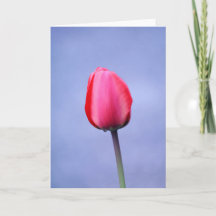 Tulipa Rosa Elegante Fundo Lavanda em Branco