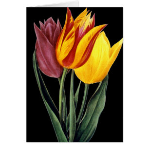 Cartão Tulipa (Tulipa Gesneriana)