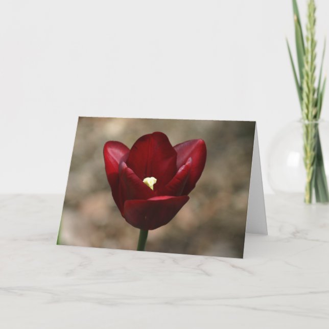 Cartão Tulipa vermelha (Frente)