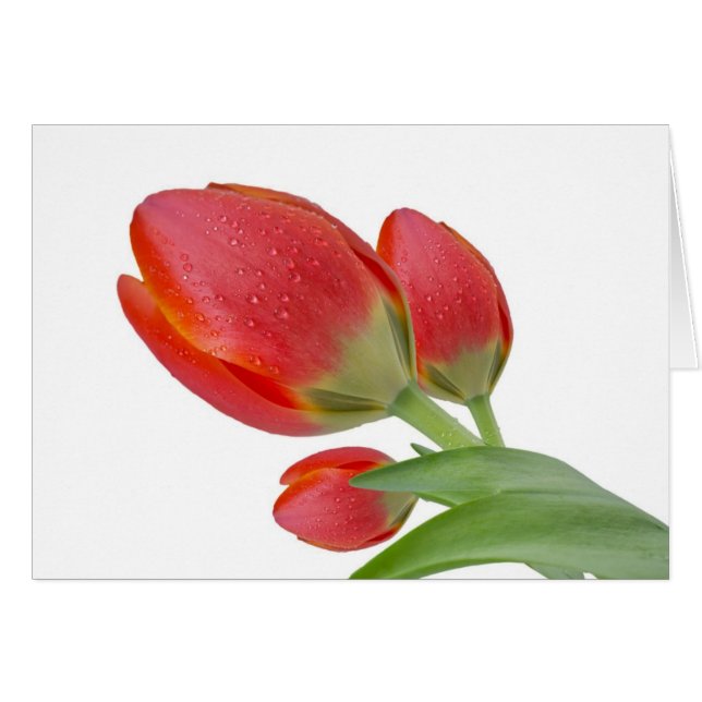 Cartão Tulipas (Frente Horizontal)