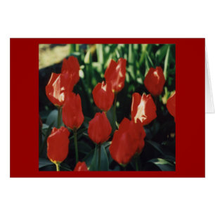 Cartão Tulipas