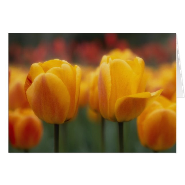 Cartão Tulipas 2 (Frente Horizontal)