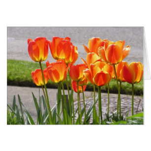 Cartão Tulipas alaranjadas