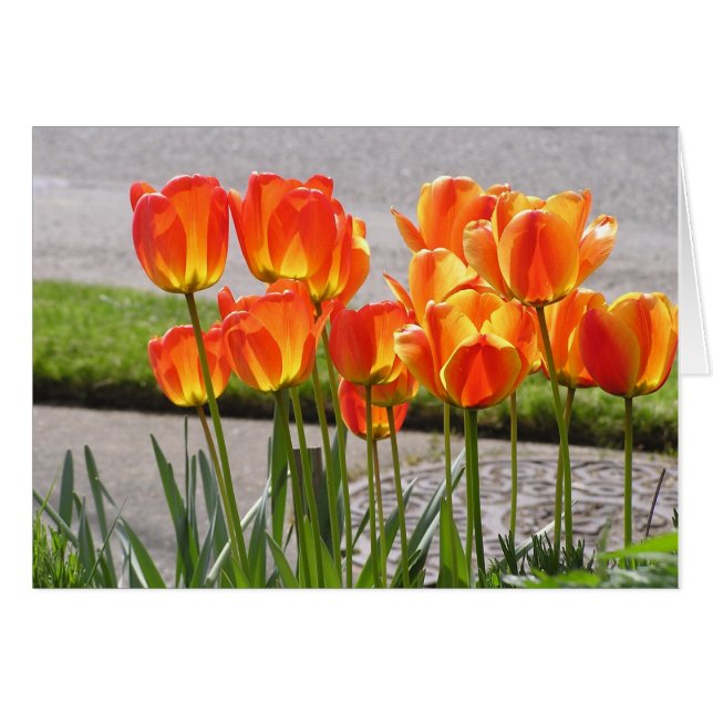 Cartão Tulipas alaranjadas (Frente Horizontal)