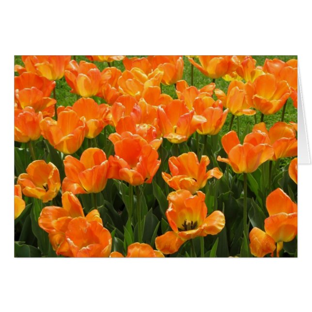 Cartão Tulipas alaranjadas (Frente Horizontal)