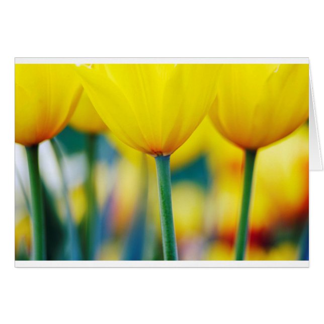 Cartão Tulipas amarelas com turquesa (Frente Horizontal)