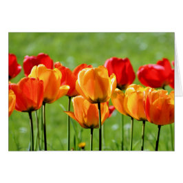 Cartão Tulipas Amarelas E Vermelhas