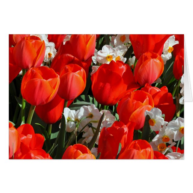 Cartão Tulipas bonito e daffodils (Frente Horizontal)