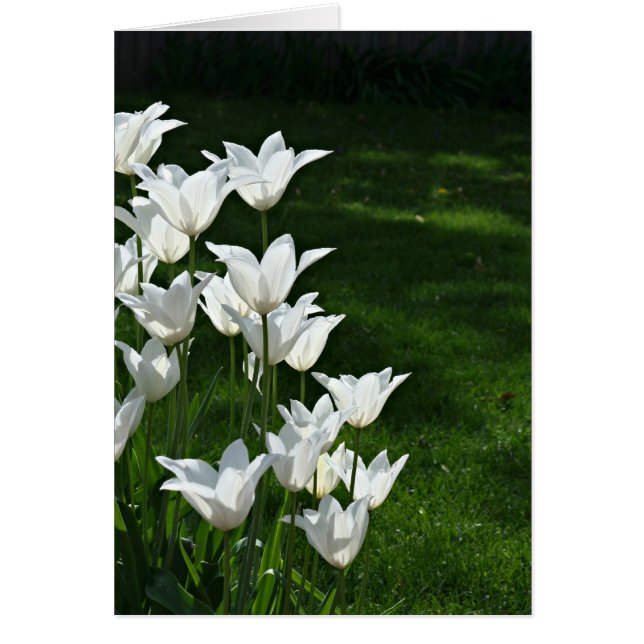 Cartão Tulipas brancas (Frente)