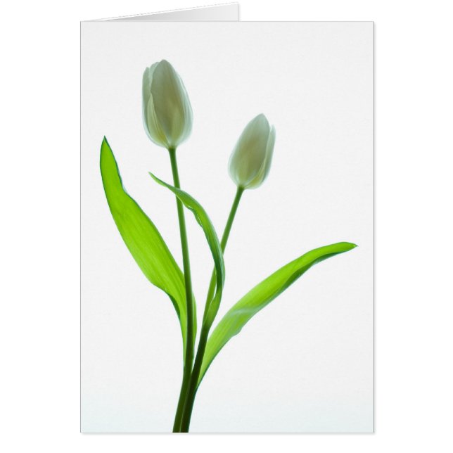 Cartão Tulipas brancas (Frente)