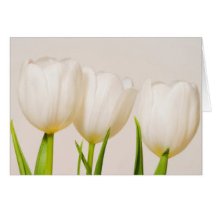Cartão Tulipas brancas contra um fundo branco,