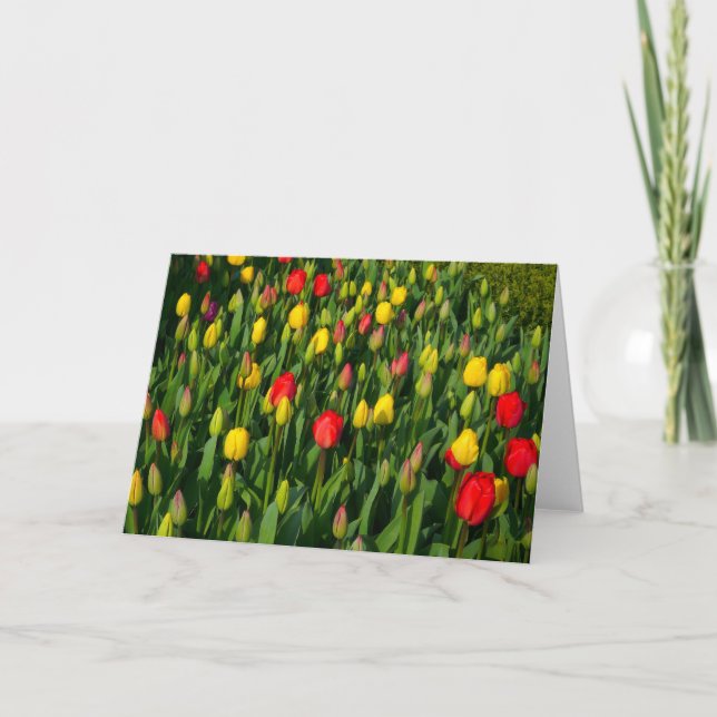 Cartão Tulipas Coloridas (Frente)