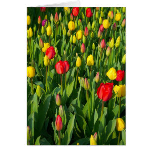 Cartão Tulipas coloridas II - vertical