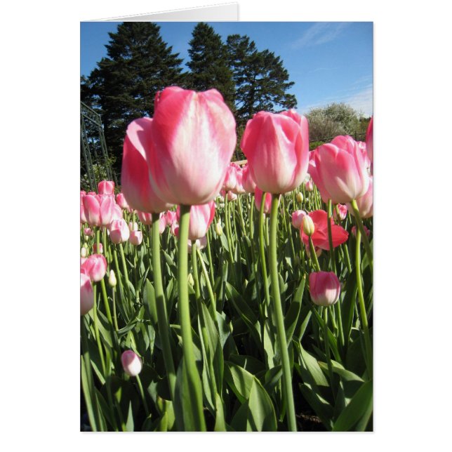 Cartão Tulipas cor-de-rosa (Frente)
