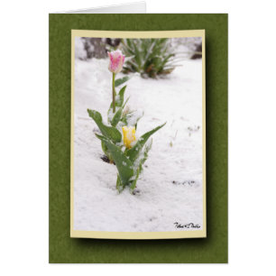 Cartão Tulipas cor-de-rosa e amarelas polvilhadas neve