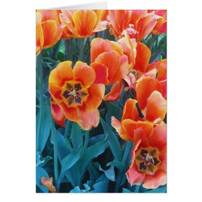 Cartão Tulipas da papoila (Frente)