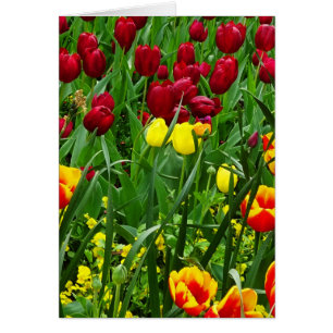 Cartão Tulipas de Canberra