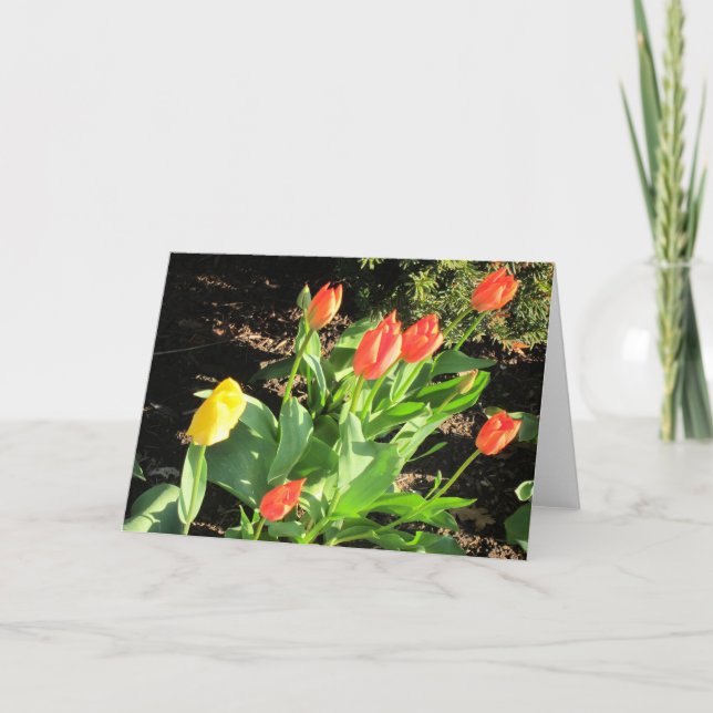 Cartão Tulipas de primavera (Frente)