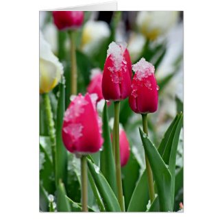 Cartão Tulipas de primavera na neve