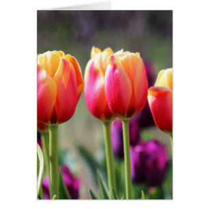 Cartão Tulipas de queda Achama