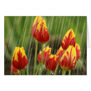 Cartão Tulipas do primavera
