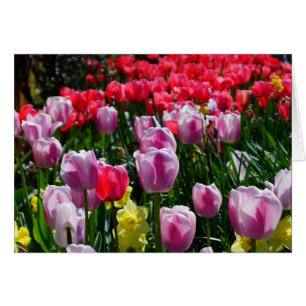 Cartão Tulipas e Daffodils bonitos!