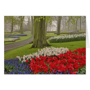 Cartão Tulipas e narcisos, Jardins Keukenhof,