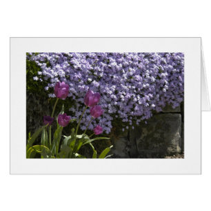 Cartão Tulipas e Phlox