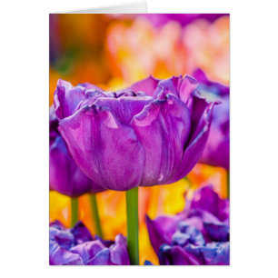 Cartão Tulipas Encantando Roxo