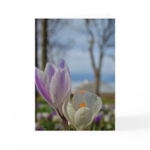 Tulipas Escocesas [Cartão de Saudação]