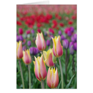 Cartão Tulipas Esmaecidas