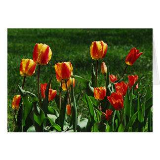 Cartão Tulipas Felizes