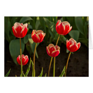 Cartão Tulipas, Festival de Tulipas, Woodburn, Oregon, EU