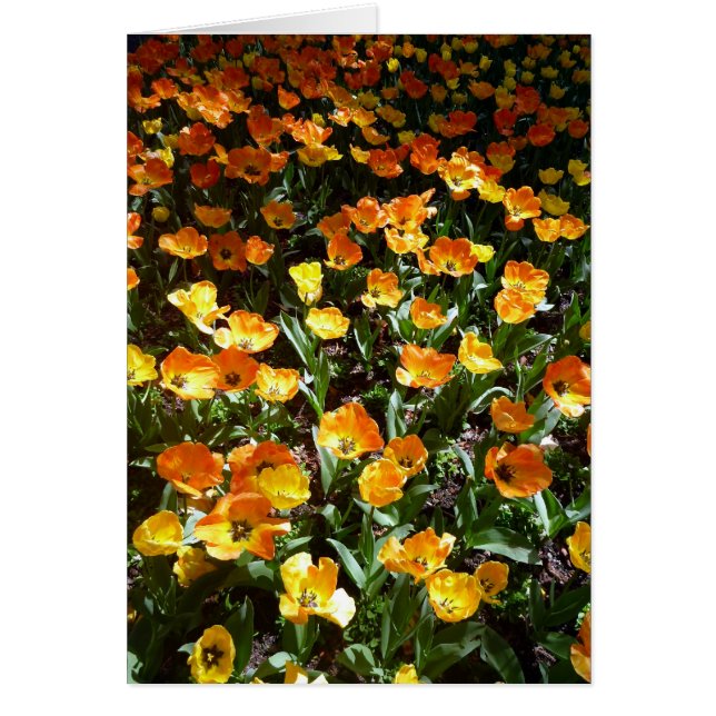 Cartão tulipas laranja (Frente)