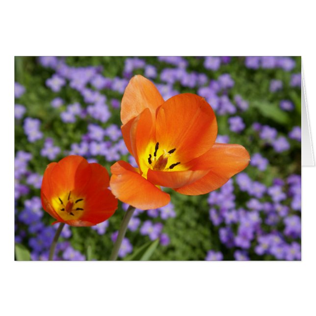 Cartão Tulipas Laranja (Frente Horizontal)