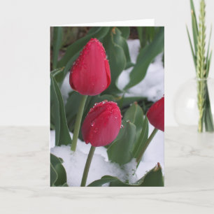 Cartão Tulipas na neve