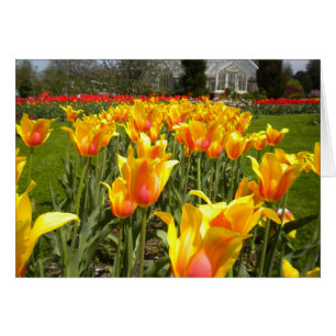Cartão Tulipas No Parque Elizabeth
