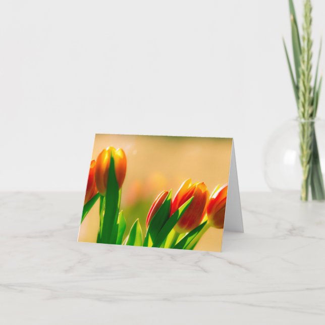 Cartão Tulipas no sol (Frente)